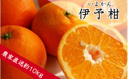 伊予柑(約10kg)(B359-1)