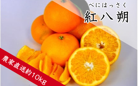 紅八朔(べにはっさく)(約10kg)(B146-1)