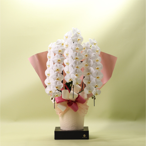 958 フォアスPREMIUM 胡蝶蘭 3本立ち42輪以上 白 (B958-2)