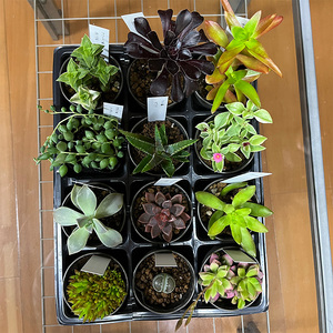 おまかせ多肉植物詰め合わせ(12種)(B1046-1)