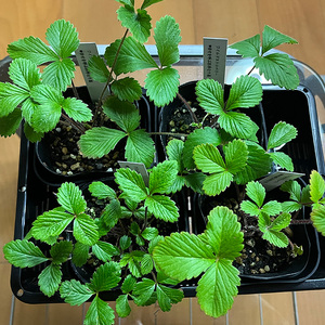 ワイルドストロベリー(四季なりイチゴ)(A1047-1)