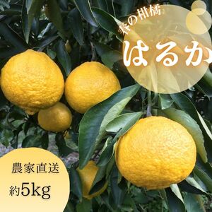 [540.]はるか(B540-1)