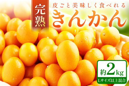 [1183]完熟きんかん/金柑 約2kg 和歌山産≪先行予約2026年2月頃より順次発送分≫