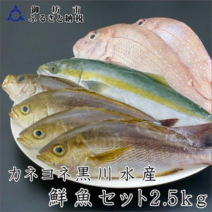 御坊産 鮮魚セット2.5kg[配送不可地域]沖縄・北海道・東北・九州