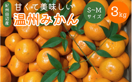 先行予約 紀州田辺産 甘くて美味しい温州みかん3kg(S〜Mサイズ) ※11月中旬〜12月下旬頃に順次発送予定[期間限定・12/10まで] / 早生みかん 早生 ミカン 柑橘 フルーツ 果物 紀州産 和歌山県[kjt010-1]