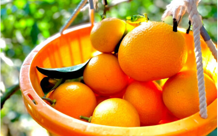 yԌE12/31܂Łzg1kgƃhCt[c̃Zbg 1{ȍ~\聦 / a̎R  ͂ t[c ʕ k cӎs C`WN  ԉ ynak028z