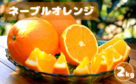 [先行予約]ネーブルオレンジ 2kg ※2025年3月上旬以降随時発送予定 / 田辺市 和歌山 みかん ミカン 柑橘 温州みかん フルーツ オレンジ ネーブル [mnm009]