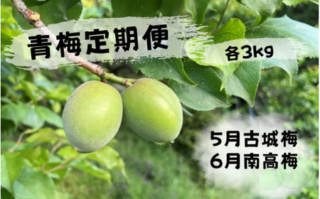 ＜先行予約＞【定期便】【期間限定・2026/4/30まで】中山農園「青梅」古城梅・南高梅各3kg / 紀州南高梅 梅シロップ 梅ジュース 梅酒 和歌山県 【nak039-tk】