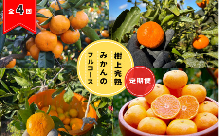 [全4回定期便]樹上完熟みかんフルコース[10月20日まで] / 宮川早生みかん・ゆら早生・きゅうき・上野早生※2026年10月より発送 / 和歌山県 ミカン フルーツ 果物 柑橘 田辺市 みかん くだもの[nak042-tk]