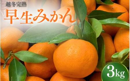 [先行予約] 完熟 越冬早生みかん3kg [秀品] (2026年1月以降順次発送予定) / 早生みかん 早生 ミカン 柑橘 フルーツ 果物 紀州産 和歌山県[tcs025]