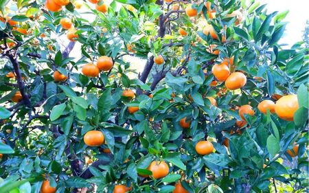 _s\^  B݂ 4kg AiTCYjy2025N11{菇z / B~J ~J JLc IW a̎R cӎs IB  k t[c yaoi023z