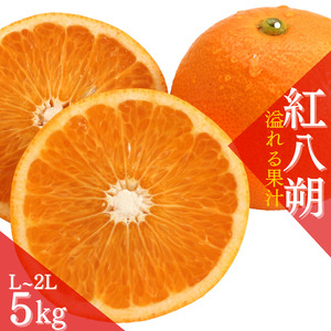 [先行予約][数量わずか]あふれる果汁! 希少な紅はっさく 秀品 5kg L〜2L 2025年1月初旬〜2025年3月末頃に順次発送予定(お届け日指定不可)/ ハッサク 八朔 紅八朔 はっさく フルーツ 柑橘 蜜柑 果物 くだもの[kgr006]