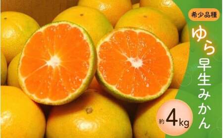 濃厚な味わい ご家庭用 ゆら早生みかん 約4kgサイズ混合[10月上旬より発送]希少品種[有機質肥料100%]※2025年10月上旬より順次発送予定[nuk162A]
