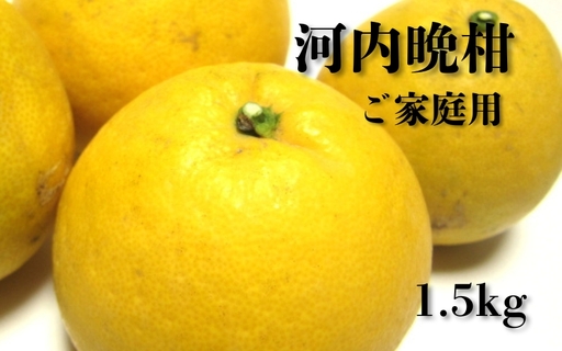 [2026年4月上旬〜6月下旬発送][和製グレープフルーツ]有田育ちの河内晩柑(ご家庭用) 1.5kg[ard223A]