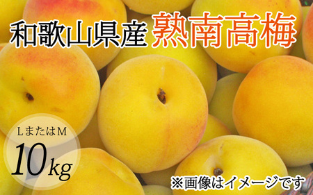 [梅干・梅酒用](LまたはM-10Kg)熟南高梅[2025年6月上旬〜7月上旬ごろに順次発送予定] [art013A]