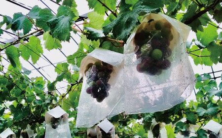 [予約受付]ブラックオリンピア 約1kg(2〜3房)[8月中に順次発送] 巨峰に似たはちみつぶどうと呼ばれる幻のぶどう [nuk114A]