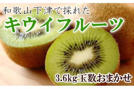 キウイ キウイフルーツ 果物 くだもの フルーツ 先行予約 1月 / 和歌山の下津で採れたキウイフルーツ約3.6kg(玉数おまかせ・秀品)※2025年1月上旬〜3月上旬頃に発送[tec502]