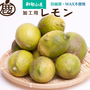 加工用黒潮レモン2.5kg+75g(傷み補償分)[和歌山有田産][防腐剤・WAX不使用、安心の国産レモン][わけあり・訳あり][ikd032B]