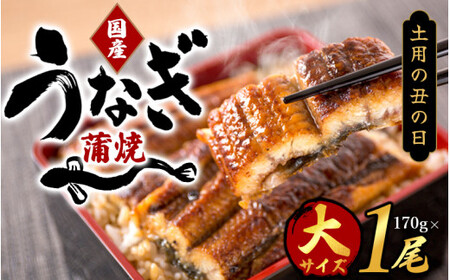 [土用の丑の日までにお届け!]国産 大型サイズ ふっくら柔らか 国産うなぎ蒲焼き 1尾 約2人前 化粧箱入 先行予約 国産 うなぎ ウナギ 鰻 蒲焼 土用の丑の日 丑の日 [uot714-dy]