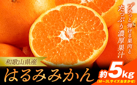 みかん 濃厚はるみ 約5kg (M〜3Lサイズおまかせ)