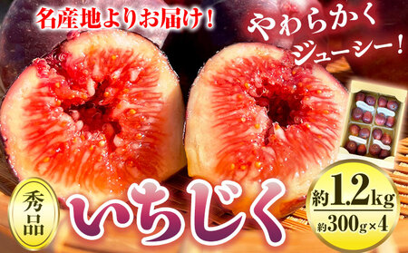 【先行予約】紀の川産 いちじく 秀品 約1.2kg 約300g×4パック WAT農園《2025年8月中旬-11月中旬頃出荷》 和歌山県 紀の川市 イチジク 無花果 フルーツ 果物