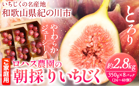 ご家庭用 朝採りいちじく 2箱 約2.8kg 350g×8パック ロハス農園《8月上旬-11月末頃出荷》和歌山県 紀の川市 無花果 イチジク【配送不可地域あり】