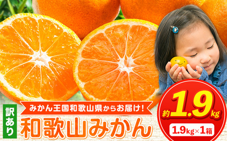 みかん王国和歌山よりお届け！【訳あり/サイズ不選別】 和歌山みかん 選べる 内容量 1.9kg 和歌山県産 先行予約 《2025年11月中旬-1月中旬頃出荷》たっぷり ご家庭用 2L～2S みかん 旬 蜜柑 ミカン 柑橘 果物 フルーツ 和歌山県 紀の川市