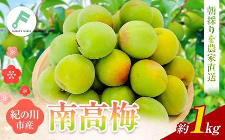 梅 紀州南高梅 1kg FARMER'S FARMER[6月上旬-7月中旬頃出荷]和歌山県 紀の川市 うめ 南高梅 青梅 紀の川市産