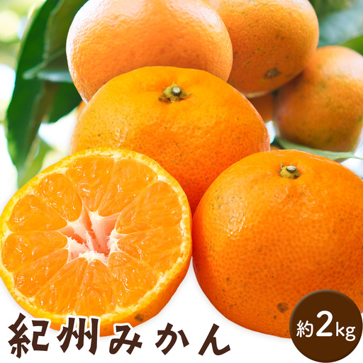 紀州みかん 約2kg ときわオンライン[10月中旬-2027年1月下旬頃出荷]和歌山県 紀の川市 フルーツ 果物 柑橘 みかん