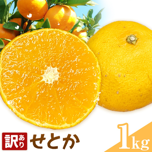 せとか 訳あり 1kg(4-10玉前後)