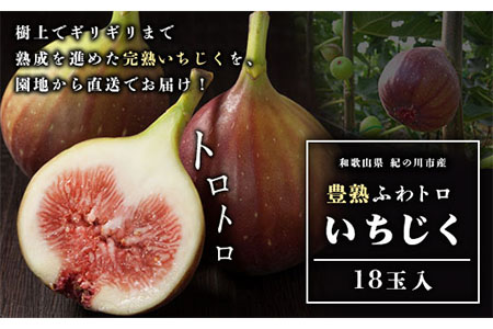 豊熟ふわトロいちじく18玉入り 有限会社柑香園《9月上旬-11月中旬頃出荷》和歌山県 紀の川市 フルーツ 果物 いちじく イチジク