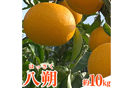 先行予約 和歌山県産 八朔(はっさく) 約10kg 前商店[2026年1月上旬-3月末頃出荷]