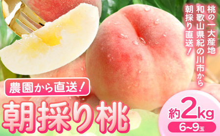 桃 朝採り 桃 約2kg