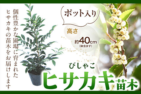 植木ヒサカキ(びしゃこ)苗木[高さ約40cm×1本] 農事組合法人 桃山町植木