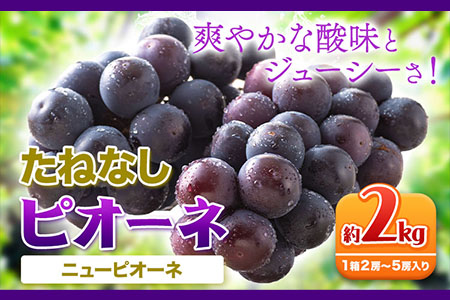 たねなし ピオーネ 約2kg 紀の川市厳選館 [2024年8月下旬から10月上旬出荷予定] 和歌山県 紀の川市 フルーツ ぶどう ピオーネ たねなし 2kg 和歌山県産 送料無料