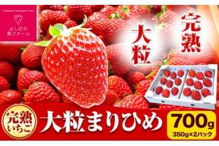 いちご 完熟いちご大粒まりひめ 約700g(約350g×2パック) よしむら苺ファーム [1月中旬-4月中旬頃出荷] 和歌山県 岩出市 いちご