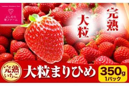 いちご 完熟いちご大粒まりひめ350g(1パック) 9粒 12粒 15粒 いずれか1パック よしむら苺ファーム [1月中旬-4月中旬頃出荷]