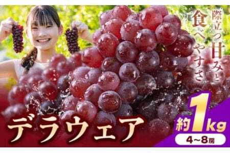 [先行予約]デラウェア ぶどう 約1kg 4〜8房 フルーツ 果物[2026年6月中旬-7月上旬頃出荷]デラウェアデラウェア