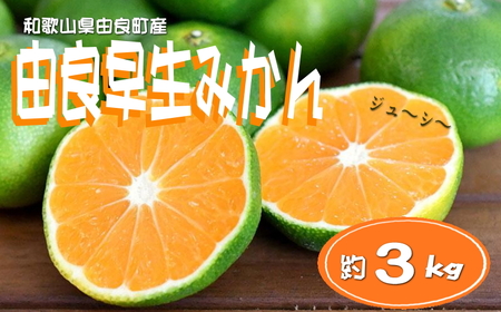 和歌山由良町産 由良早生みかん 約3kg サイズおまかせ(L〜2S) いずれかお届け/蜜柑 みかん ミカン 柑橘 フルーツ 果物 極早生 [sml107B]