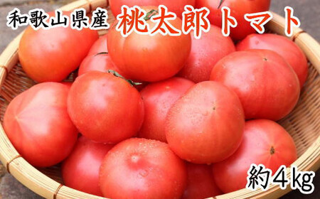 [新鮮]和歌山県産桃太郎トマト約4kg(L〜2Lサイズおまかせ) [tec924]