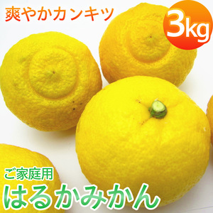 [先行予約][人気柑橘]有田育ちの はるか みかん(訳あり 家庭用)約3kg ※2025年1月下旬〜2月下旬頃に順次発送予定 ※着日指定不可[ard141A]