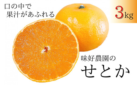 ミカン 蜜柑 柑橘 フルーツ くだもの 果物 甘い ジューシー 果汁があふれる/[先行予約・数量限定]地元で大人気の 秀品 せとか 3kg [M〜2Lサイズ混合][2025年3月中旬から3月下旬頃に順次発送][味好農園]/せとかせとかせとかせとかせとかせとかせとかせとかせとかせとかせとかせとかせとかせとかせとかせとかせとかせとかせとかせとかせとかせとかせとかせとかせとかせとかせとかせとかせとかせとかせとかミカンミカンミカンミカンミカンミカンミカンミカンミカンミカンミカンミカンミカンミカンミカンミカンミカンミカンミカンミカンミカンミカンミカンミカンミカンミカン[agy024]
