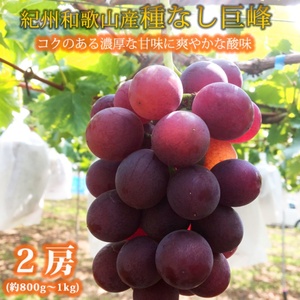 紀州和歌山産の種なし巨峰ぶどう2房(約800g〜1kg)※2025年8月上旬頃〜2025年9月上旬頃に順次発送予定 / ぶどう ブドウ 葡萄 種無し フルーツ 果物 くだもの[uot814]