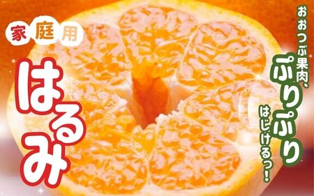 【先行予約】家庭用はるみ5kg+250g（傷み補償分）＜2月より発送＞【ikd195B】