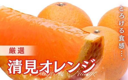 [2月より発送]厳選 清見オレンジ1.5kg+45g(傷み補償分)[光センサー食頃出荷][樹上完熟きよみオレンジ・清見タンゴール・清美] ※北海道・沖縄・離島への配送不可[ikd196]