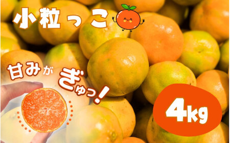 ☆レビューキャンペーン開催中☆温州みかん 「小粒っこ」 4g ※箱込み (極早生・早生・中生・晩稲)[2S〜3Sサイズおまかせ][2025年10月中旬〜2026年1月下旬までに順次発送][味好農園]/温州 みかん 小玉 蜜柑 柑橘 みかん 極 中生 晩稲 小粒 果物 フルーツ [agy026]