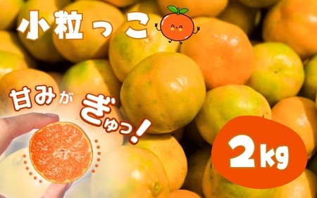 お試しにピッタリ! 温州みかん 「小粒っこ」 2kg※箱込み (極早生・早生・中生・晩稲)[2S〜3Sサイズおまかせ][2024年10月中旬〜2025年1月下旬までに順次発送][味好農園]/ 温州 みかん 小玉 蜜柑 柑橘 みかん 極 中生 晩稲 小粒 果物 フルーツ [agy025A]