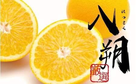 [1月より発送][先行予約]厳選はっさく1kg+250g(傷み補償分)[八朔みかん][ikd220]