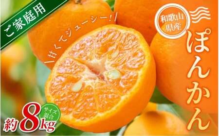 yƒpzI ۂ񂩂 8kg a̎RY 2S~2LTCY2026N1{`2{ɏymrmt044z