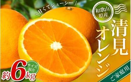 yƒpzI IW 6kg a̎RY 2S~2LTCY2026N2{`5{ɏymrmt038Az